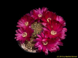 Sulcorebutia tiraquensis Form Julpe G223 2010